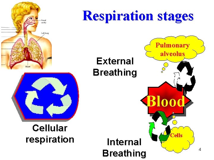 Respiration stages Pulmonary alveolus External Breathing Blood Cellular respiration Internal Breathing Cells 4 