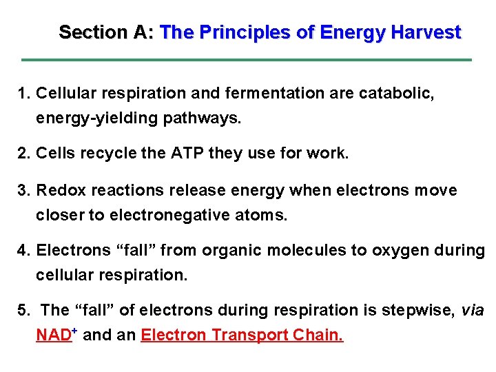 Section A: The Principles of Energy Harvest 1. Cellular respiration and fermentation are catabolic,
