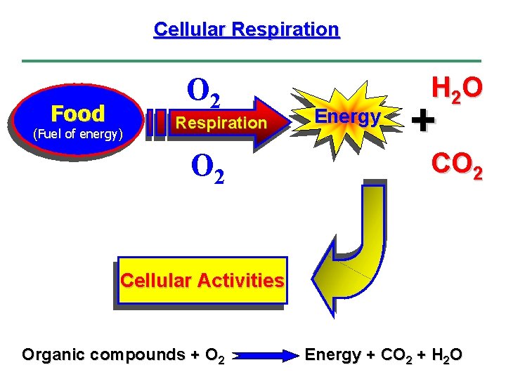 Cellular Respiration Food O 2 (Fuel of energy) Respiration O 2 Energy H 2