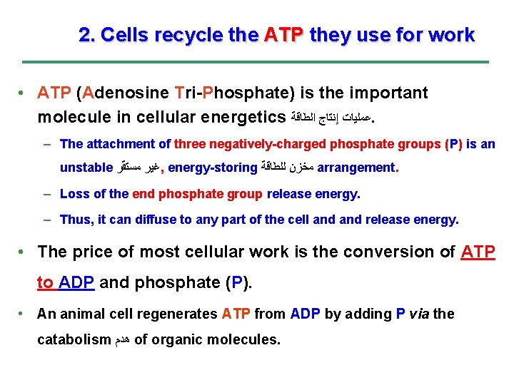 2. Cells recycle the ATP they use for work • ATP (Adenosine Tri-Phosphate) is