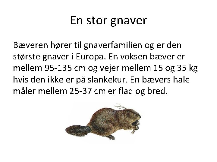 En stor gnaver Bæveren hører til gnaverfamilien og er den største gnaver i Europa.