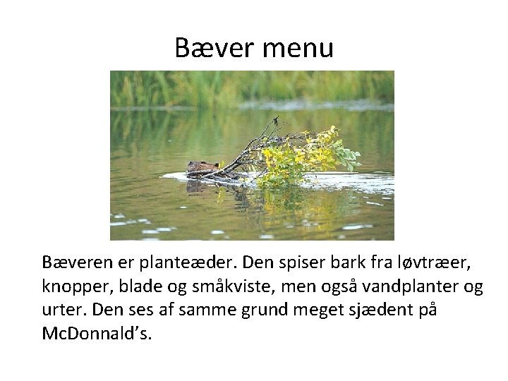 Bæver menu Bæveren er planteæder. Den spiser bark fra løvtræer, knopper, blade og småkviste,