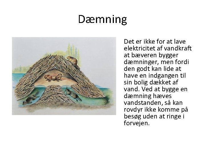 Dæmning Det er ikke for at lave elektricitet af vandkraft at bæveren bygger dæmninger,