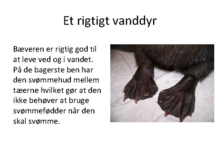 Et rigtigt vanddyr Bæveren er rigtig god til at leve ved og i vandet.