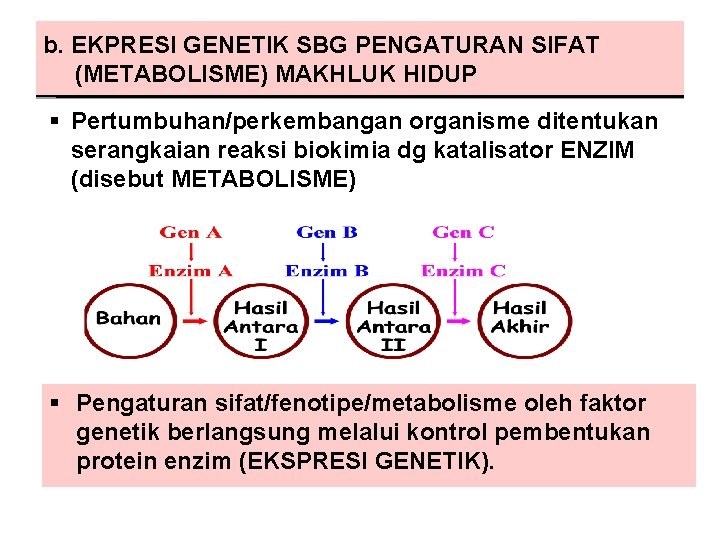 b. EKPRESI GENETIK SBG PENGATURAN SIFAT (METABOLISME) MAKHLUK HIDUP § Pertumbuhan/perkembangan organisme ditentukan serangkaian