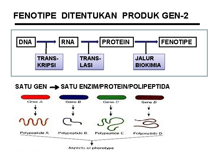 FENOTIPE DITENTUKAN PRODUK GEN-2 DNA RNA TRANSKRIPSI SATU GEN PROTEIN TRANSLASI FENOTIPE JALUR BIOKIMIA