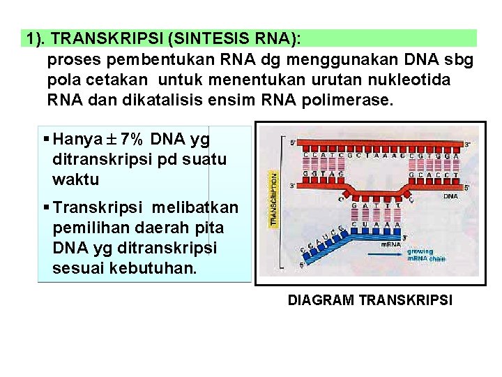 1). TRANSKRIPSI (SINTESIS RNA): proses pembentukan RNA dg menggunakan DNA sbg pola cetakan untuk
