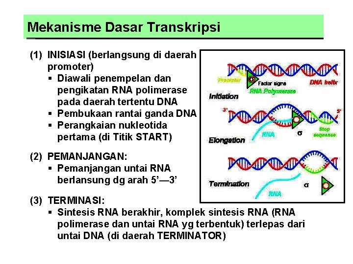 Mekanisme Dasar Transkripsi (1) INISIASI (berlangsung di daerah promoter) § Diawali penempelan dan pengikatan
