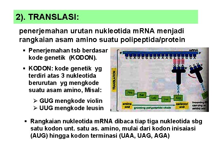 2). TRANSLASI: penerjemahan urutan nukleotida m. RNA menjadi rangkaian asam amino suatu polipeptida/protein §