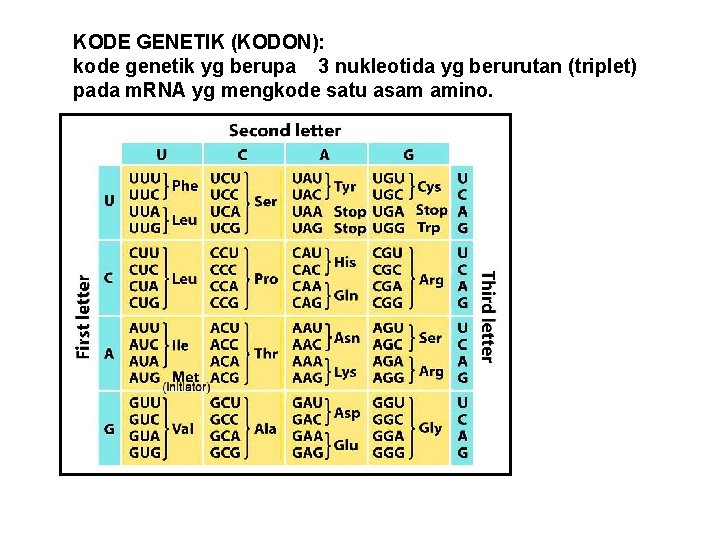 KODE GENETIK (KODON): kode genetik yg berupa 3 nukleotida yg berurutan (triplet) pada m.