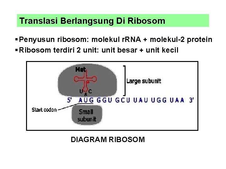 Translasi Berlangsung Di Ribosom § Penyusun ribosom: molekul r. RNA + molekul-2 protein §