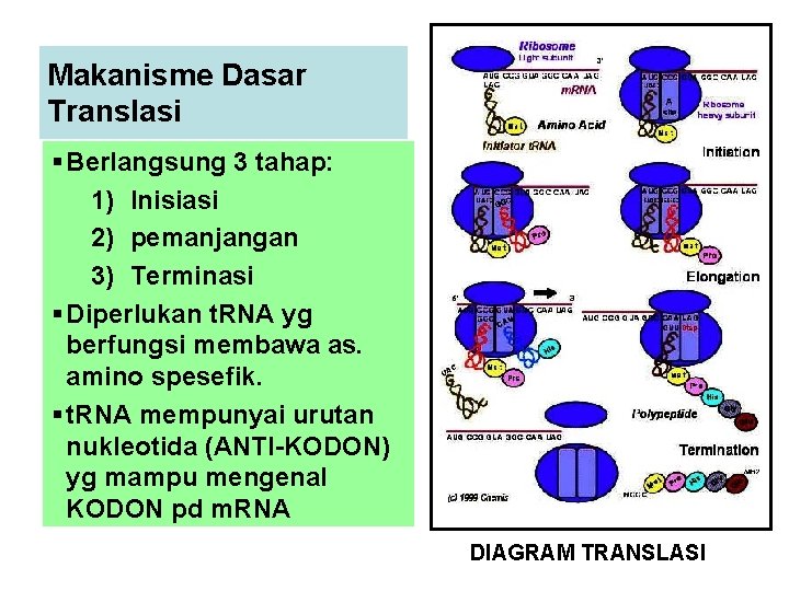 Makanisme Dasar Translasi § Berlangsung 3 tahap: 1) Inisiasi 2) pemanjangan 3) Terminasi §