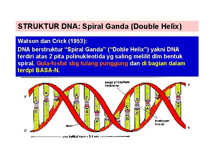 STRUKTUR DNA: Spiral Ganda (Double Helix) Watson dan Crick (1953): DNA berstruktur “Spiral Ganda”