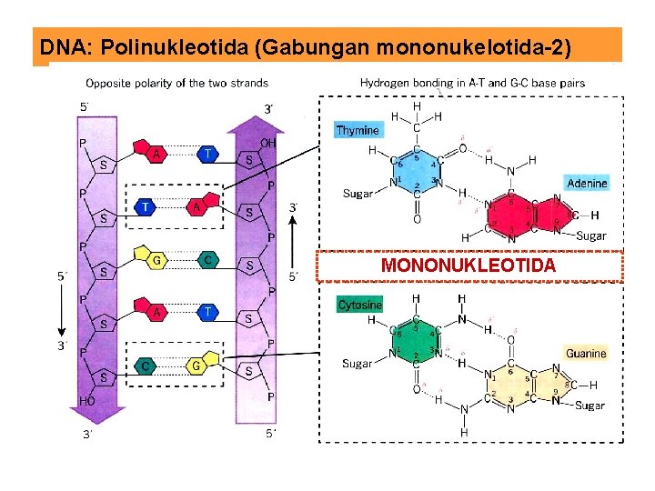 DNA: Polinukleotida (Gabungan mononukelotida-2) MONONUKLEOTIDA 