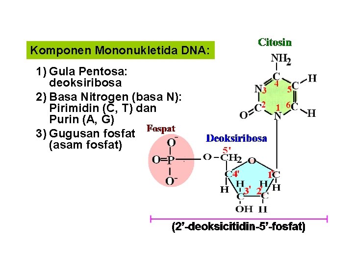 Komponen Mononukletida DNA: 1) Gula Pentosa: deoksiribosa 2) Basa Nitrogen (basa N): Pirimidin (C,