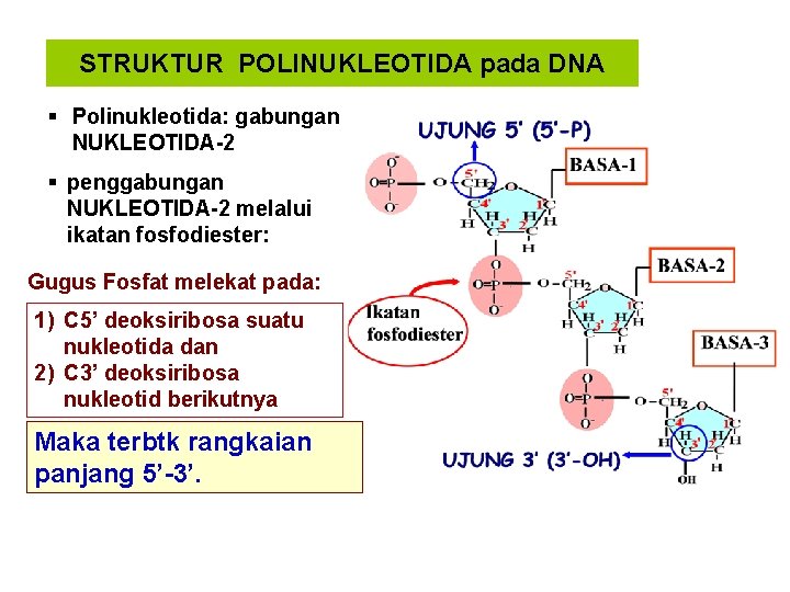 STRUKTUR POLINUKLEOTIDA pada DNA § Polinukleotida: gabungan NUKLEOTIDA-2 § penggabungan NUKLEOTIDA-2 melalui ikatan fosfodiester: