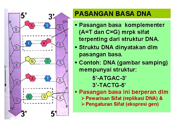 PASANGAN BASA DNA § Pasangan basa komplementer (A=T dan C=G) mrpk sifat terpenting dari