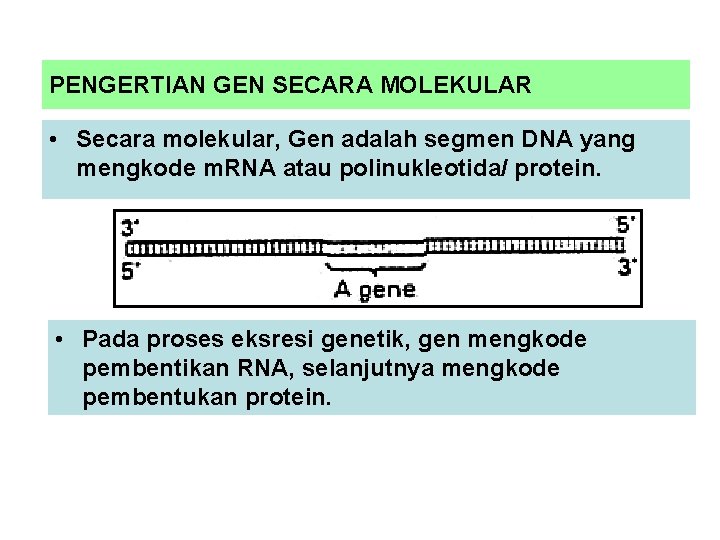 PENGERTIAN GEN SECARA MOLEKULAR • Secara molekular, Gen adalah segmen DNA yang mengkode m.
