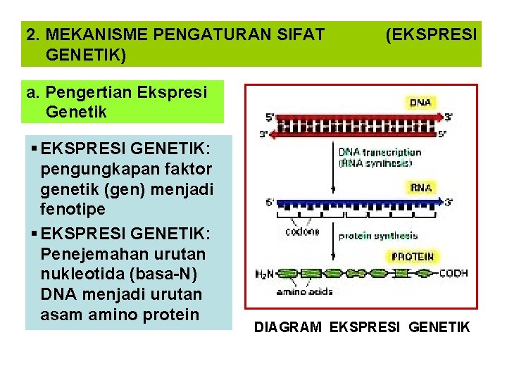 2. MEKANISME PENGATURAN SIFAT GENETIK) (EKSPRESI a. Pengertian Ekspresi Genetik § EKSPRESI GENETIK: pengungkapan