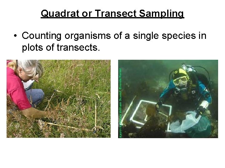 Quadrat or Transect Sampling • Counting organisms of a single species in plots of