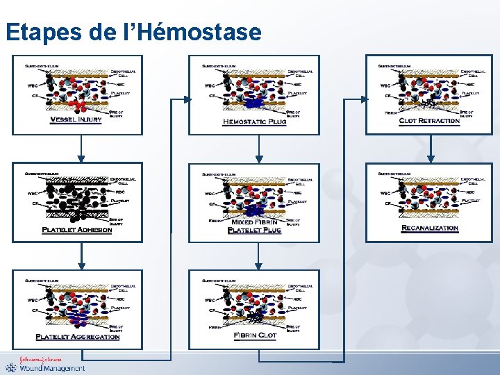 Etapes de l’Hémostase 