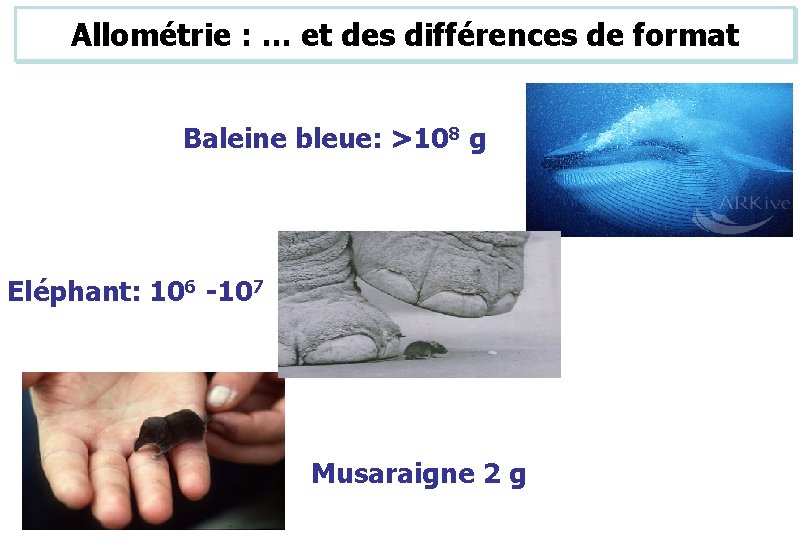 Allométrie : … et des différences de format Baleine bleue: >108 g Eléphant: 106