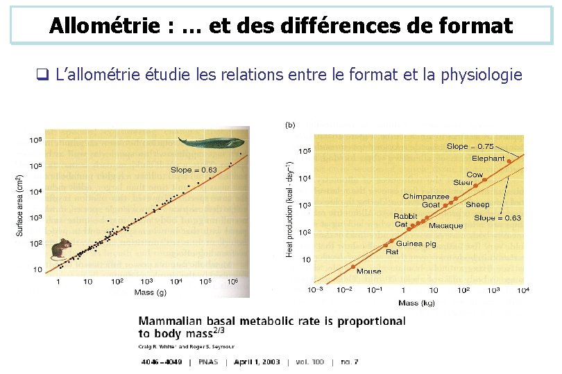 Allométrie : … et des différences de format q L’allométrie étudie les relations entre