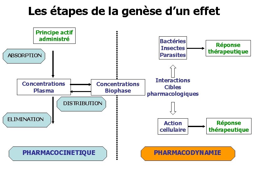 Les étapes de la genèse d’un effet Principe actif administré Bactéries Insectes Parasites ABSORPTION