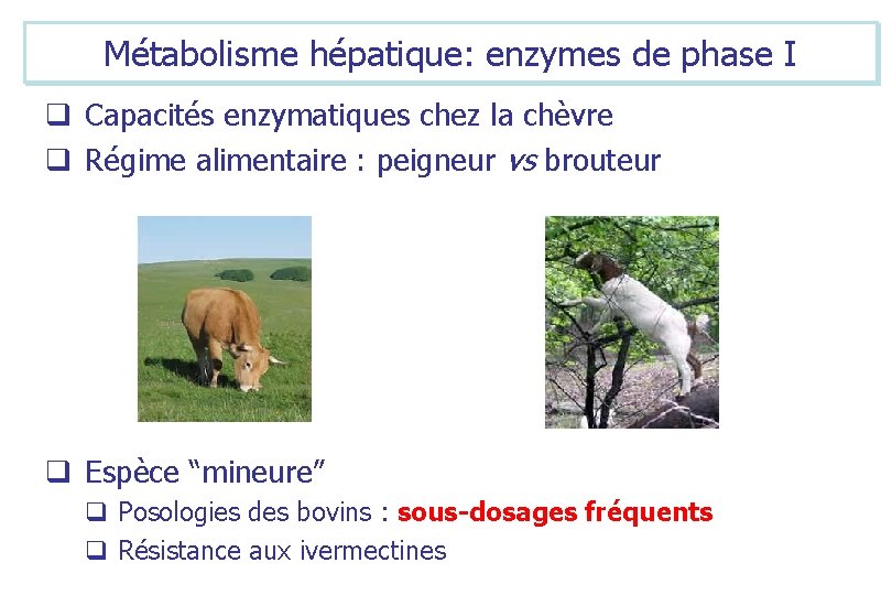 Métabolisme hépatique: enzymes de phase I q Capacités enzymatiques chez la chèvre q Régime