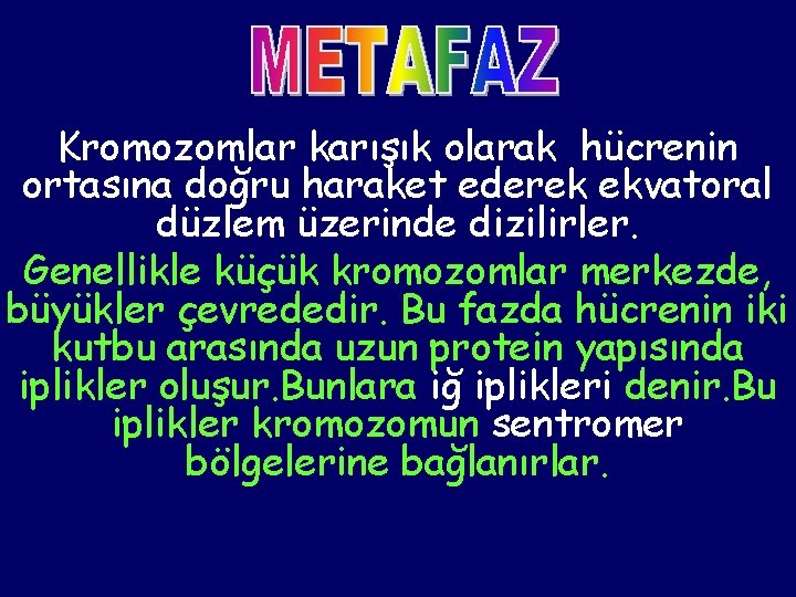 Kromozomlar karışık olarak hücrenin ortasına doğru haraket ederek ekvatoral düzlem üzerinde dizilirler. Genellikle küçük