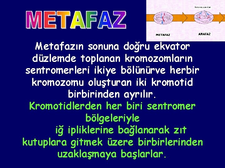 Metafazın sonuna doğru ekvator düzlemde toplanan kromozomların sentromerleri ikiye bölünürve herbir kromozomu oluşturan iki