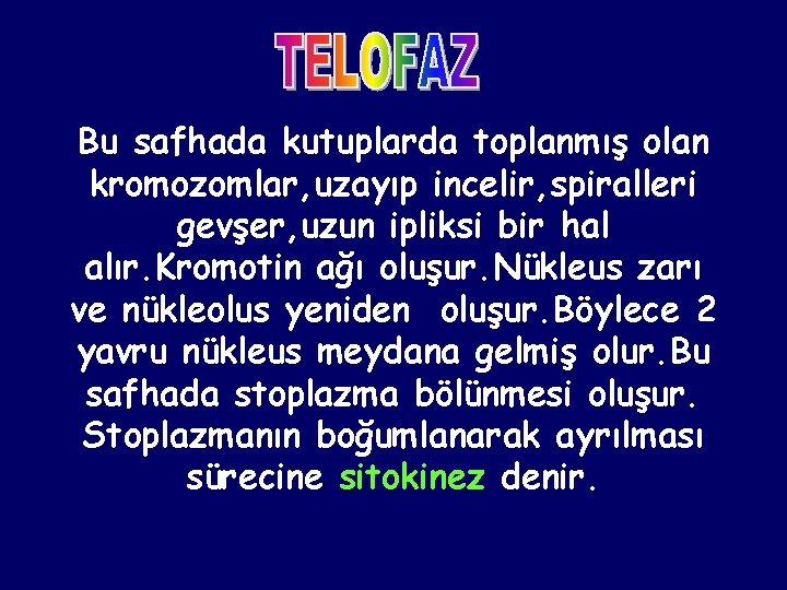 Bu safhada kutuplarda toplanmış olan kromozomlar, uzayıp incelir, spiralleri gevşer, uzun ipliksi bir hal