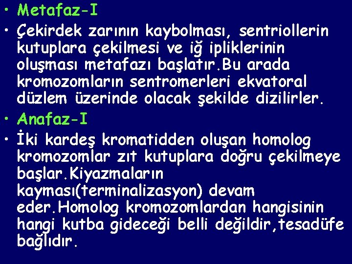  • Metafaz-I • Çekirdek zarının kaybolması, sentriollerin kutuplara çekilmesi ve iğ ipliklerinin oluşması