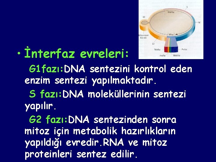 • İnterfaz evreleri: G 1 fazı: DNA sentezini kontrol eden enzim sentezi yapılmaktadır.