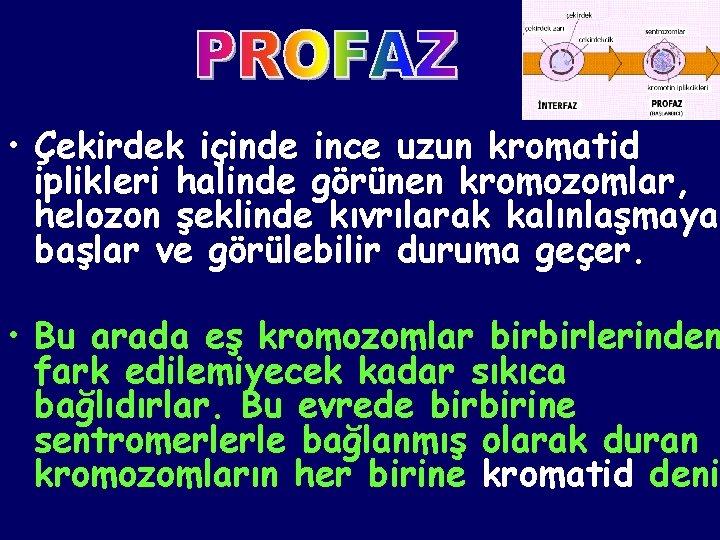  • Çekirdek içinde ince uzun kromatid iplikleri halinde görünen kromozomlar, helozon şeklinde kıvrılarak