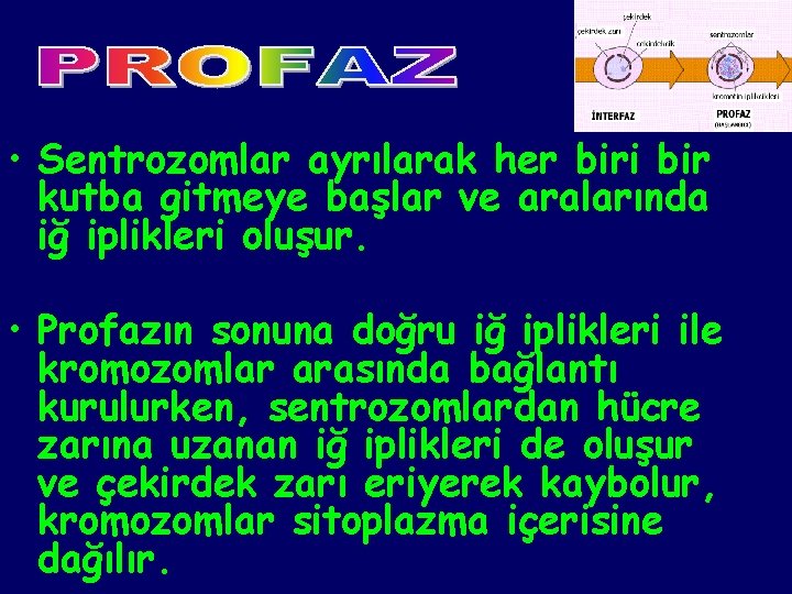  • Sentrozomlar ayrılarak her biri bir kutba gitmeye başlar ve aralarında iğ iplikleri