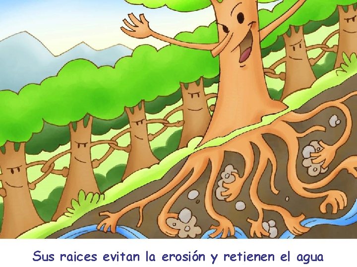 Sus raices evitan la erosión y retienen el agua 