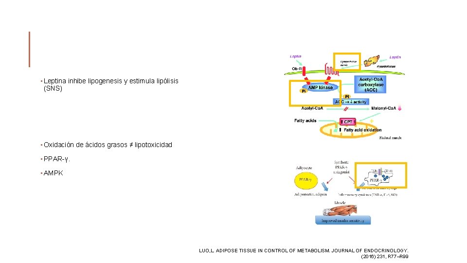  • Leptina inhibe lipogenesis y estimula lipólisis (SNS) • Oxidación de ácidos grasos