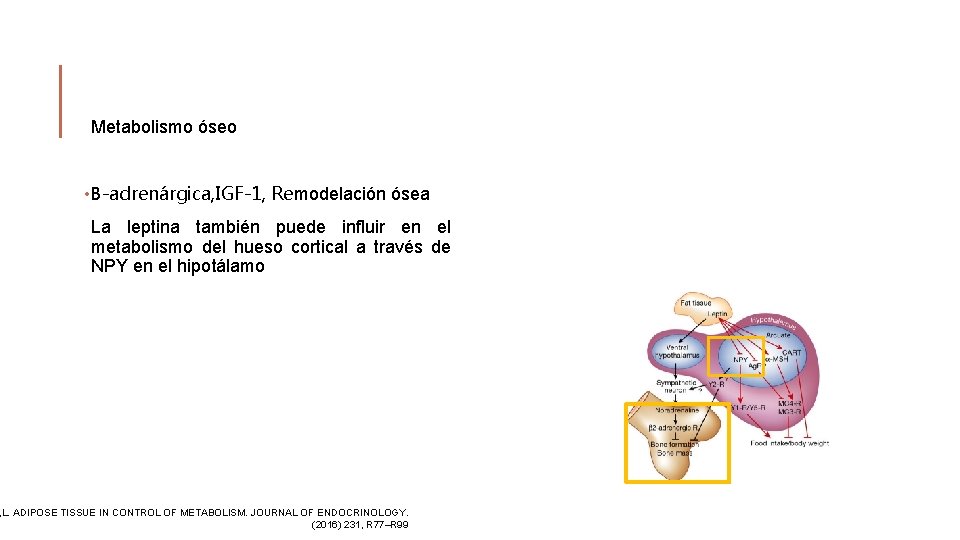 Metabolismo óseo • Β-adrenárgica, IGF-1, Remodelación ósea La leptina también puede influir en el