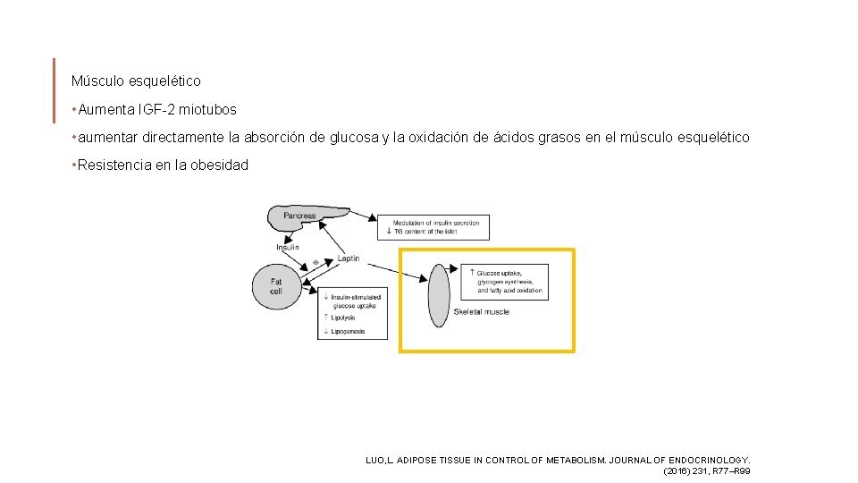 Músculo esquelético • Aumenta IGF-2 miotubos • aumentar directamente la absorción de glucosa y