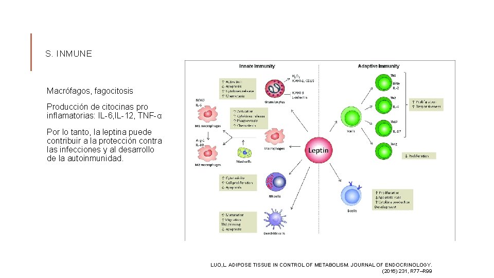 S. INMUNE Macrófagos, fagocitosis Producción de citocinas pro inflamatorias: IL-6, IL-12, TNF-α Por lo
