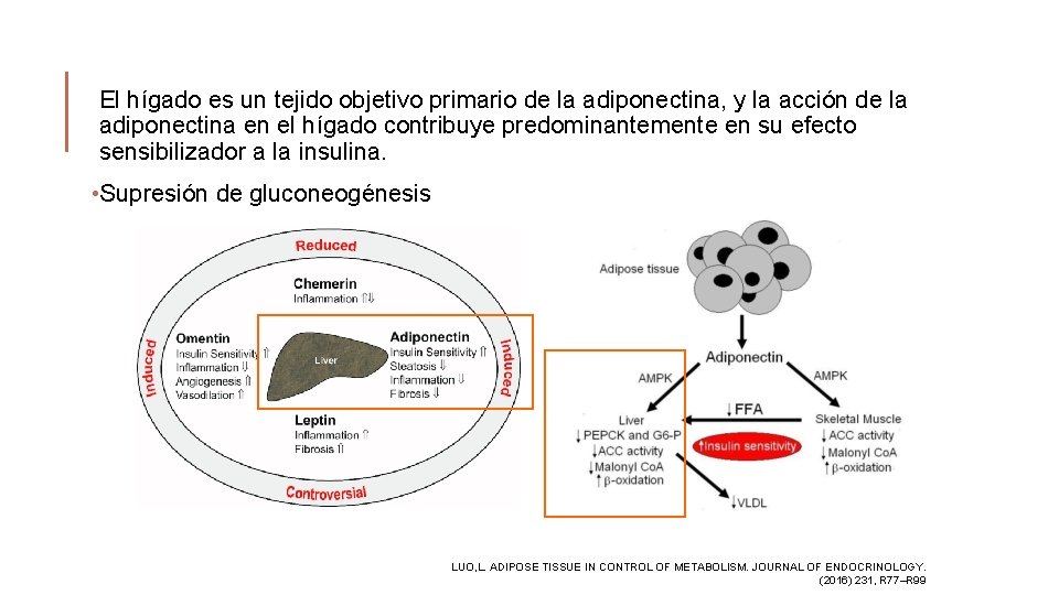 El hígado es un tejido objetivo primario de la adiponectina, y la acción de