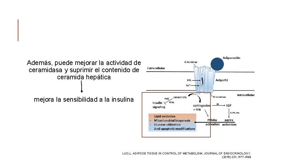 Además, puede mejorar la actividad de ceramidasa y suprimir el contenido de ceramida hepática