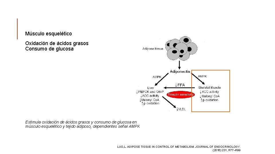 Músculo esquelético Oxidación de ácidos grasos Consumo de glucosa Estimula oxidación de ácidos grasos