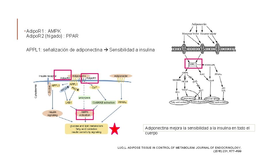  • Adipo. R 1 : AMPK Adipo. R 2 (hígado) : PPAR APPL