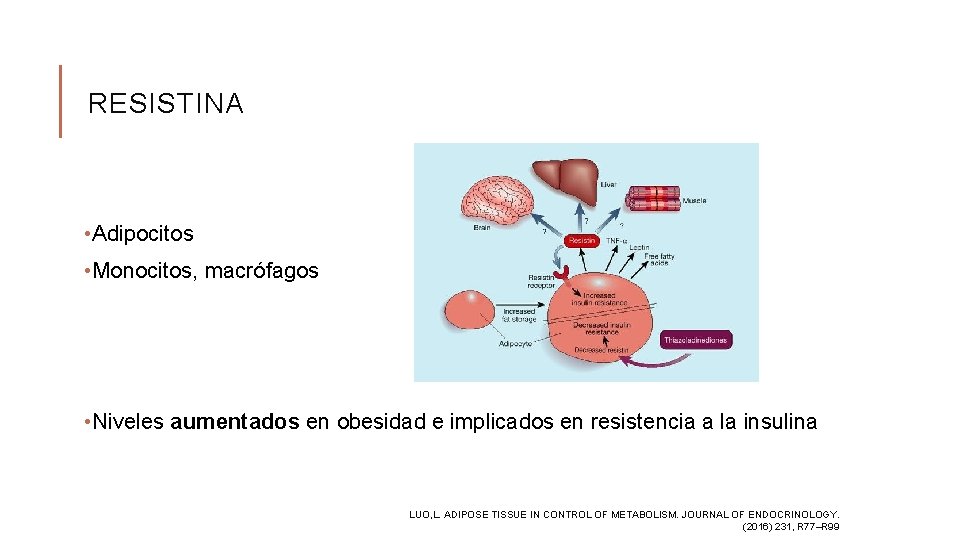 RESISTINA • Adipocitos • Monocitos, macrófagos • Niveles aumentados en obesidad e implicados en