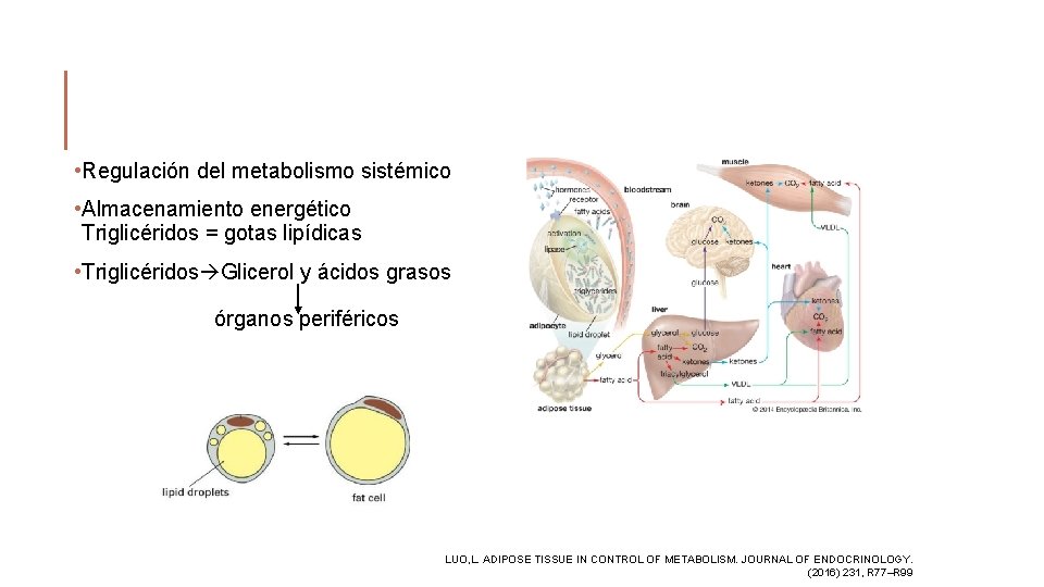  • Regulación del metabolismo sistémico • Almacenamiento energético Triglicéridos = gotas lipídicas •