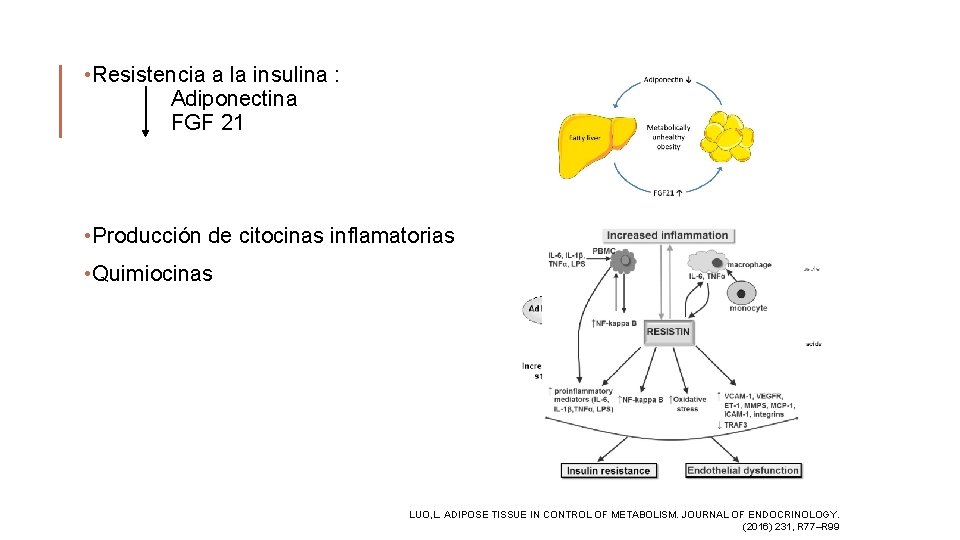  • Resistencia a la insulina : Adiponectina FGF 21 • Producción de citocinas