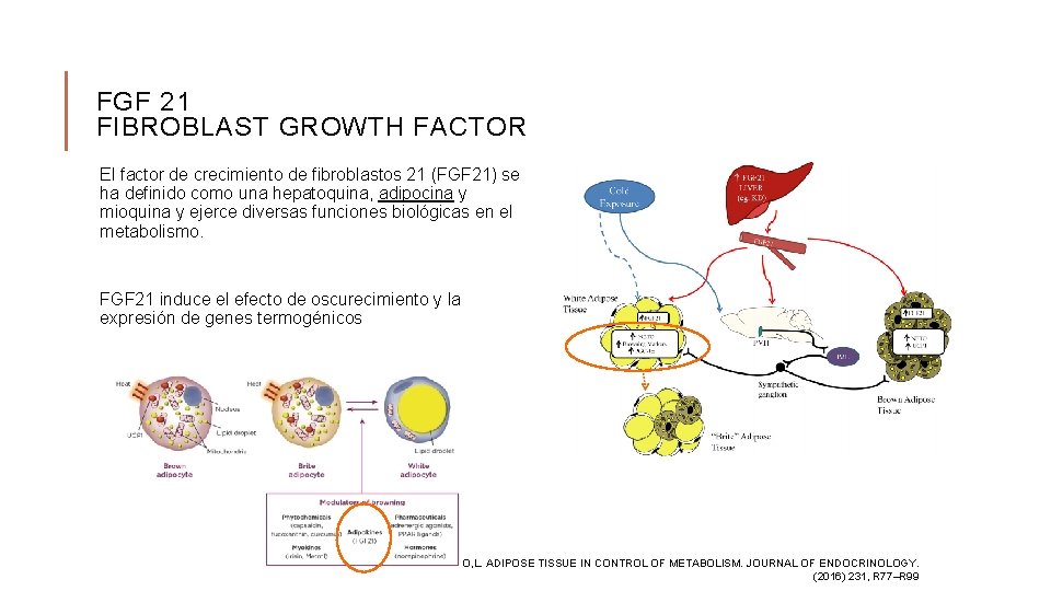 FGF 21 FIBROBLAST GROWTH FACTOR El factor de crecimiento de fibroblastos 21 (FGF 21)