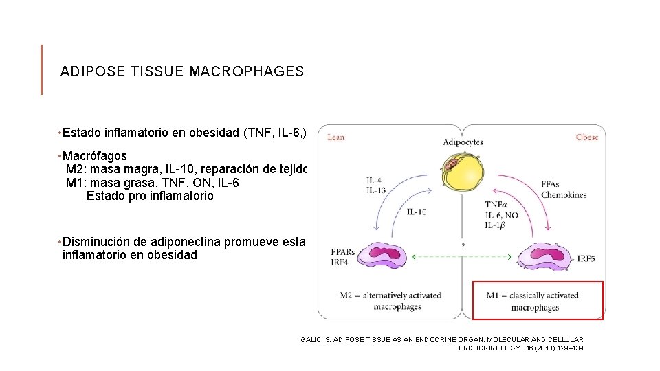 ADIPOSE TISSUE MACROPHAGES • Estado inflamatorio en obesidad (TNF, IL-6, ). • Macrófagos M